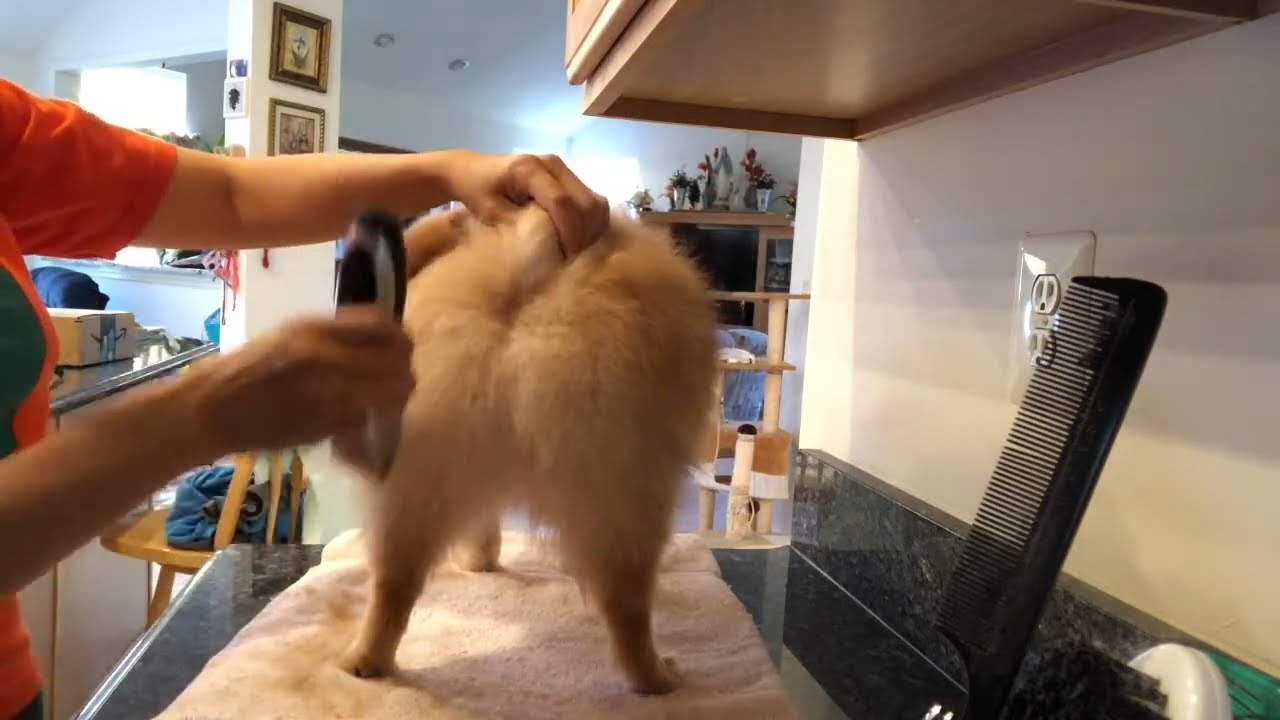 pomeranian haircut with clippers -Teddy get full haircut dogs grooming