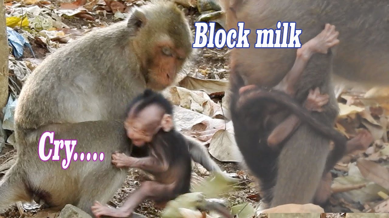 Poor baby Donald struggles by hurt to live with mom | Doris dislike her baby and block milk all time