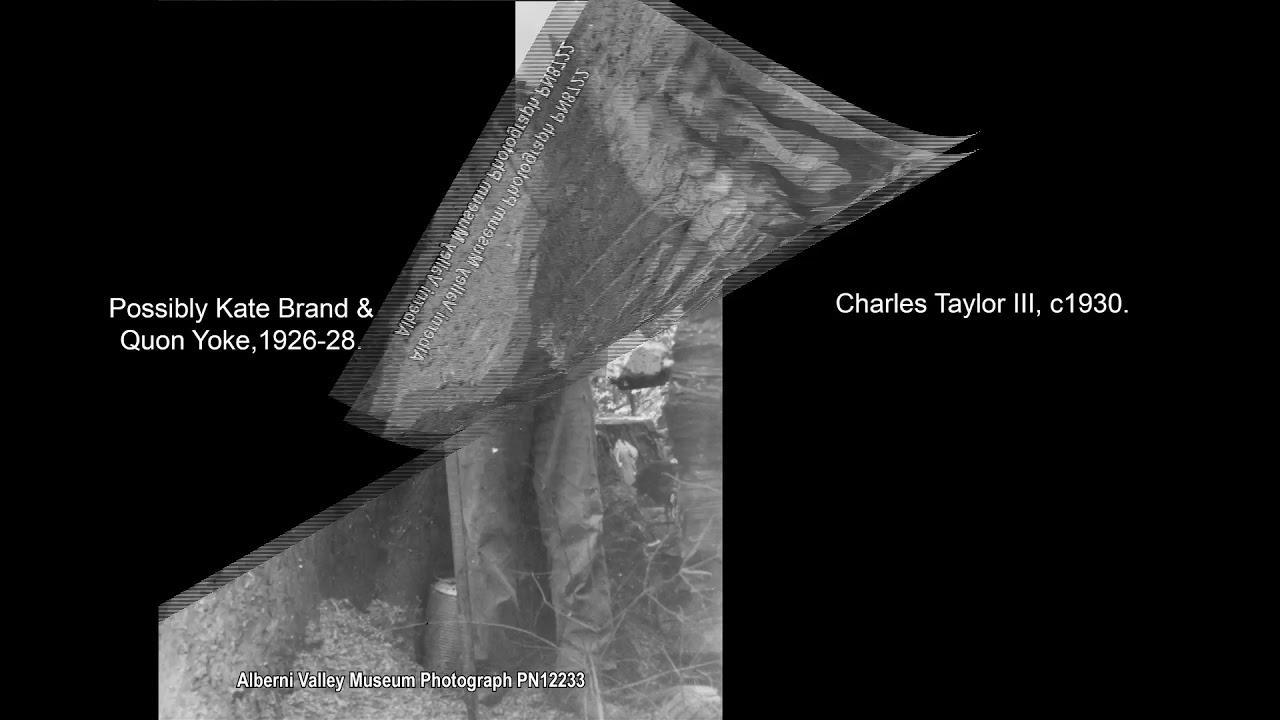 Port Alberni - From The Collection:  Really Big Trees!