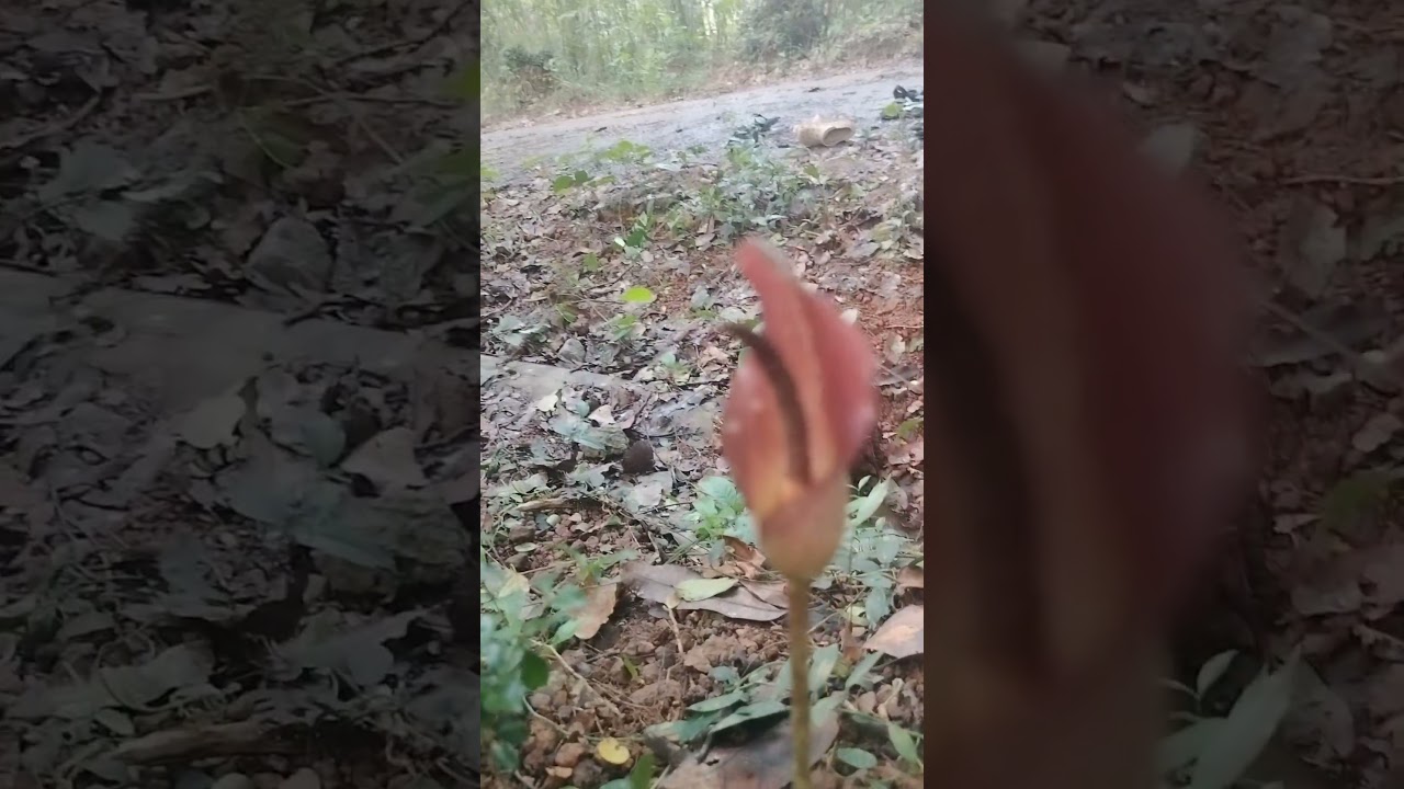 Devils Tongue