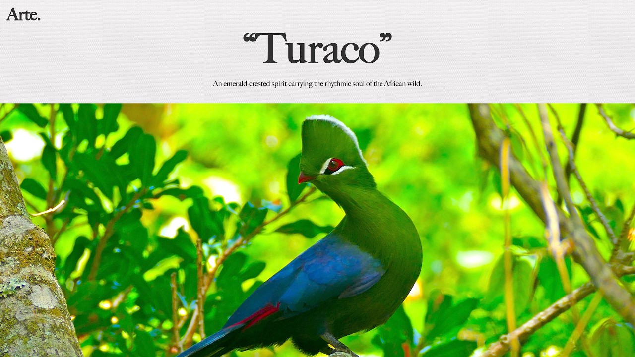 Turaco. | A primal jungle groove built on a classic Jazz F Blues structure. 🌿