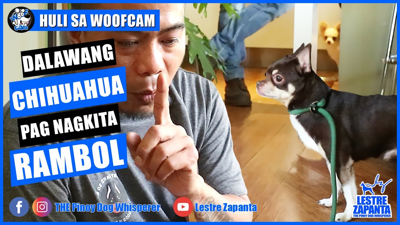 WOOFCAM: 