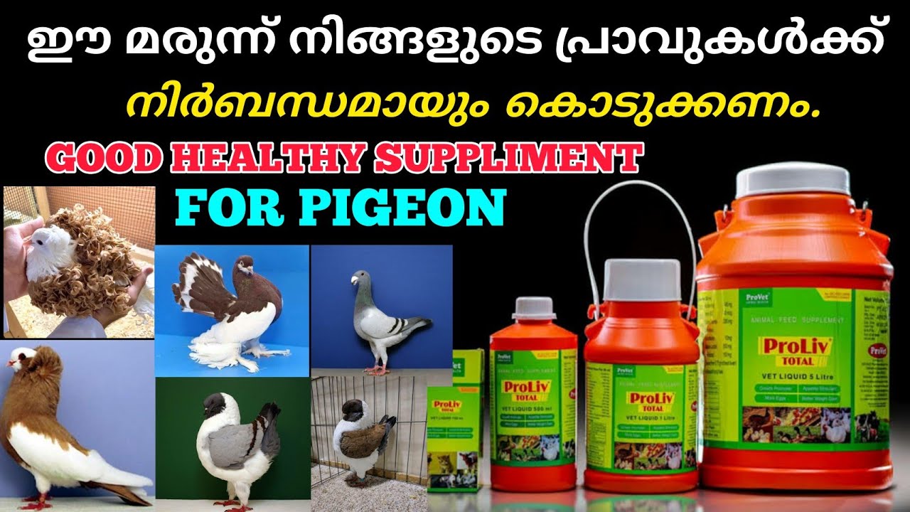 പ്രാവുകൾക്ക് നിർബന്ധമായും കൊടുക്കാവുന്ന മരുന്ന്🥰Pigeon loft kerala💞ProLiv Total For Pigeon Malayalam