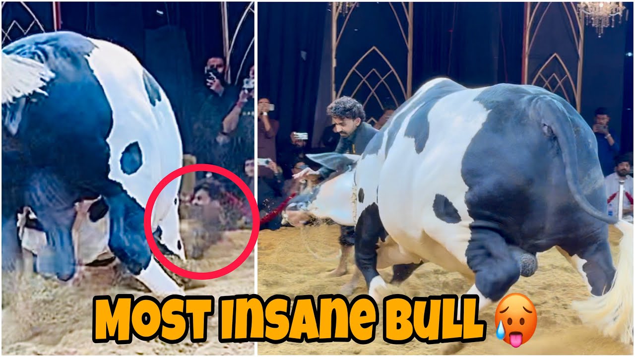 Most Brutal Bulls 🥵 | Banda Kuchal Dya 😳 | AR Maani