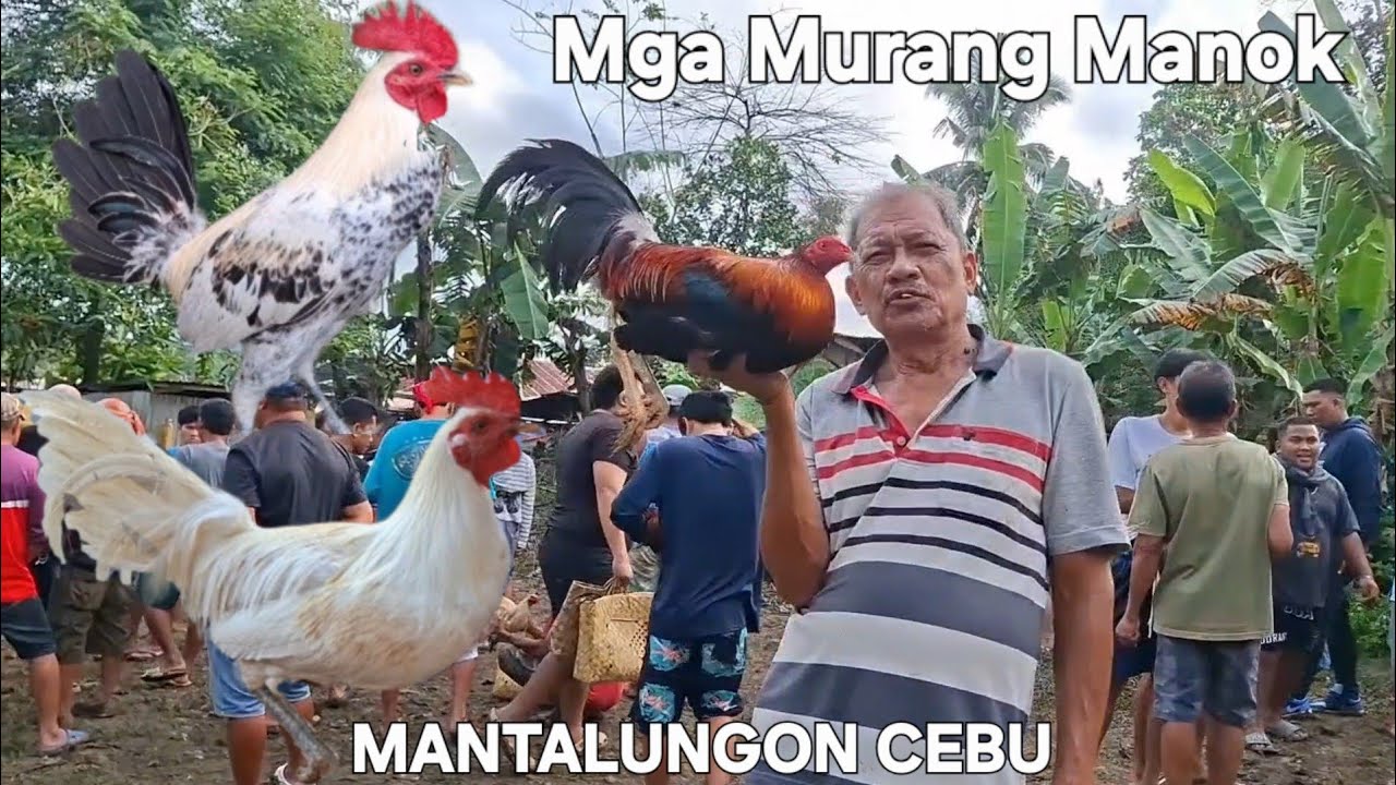 Ep141 Wag Palam pasin Murang Manok/ Mantalungon Cebu