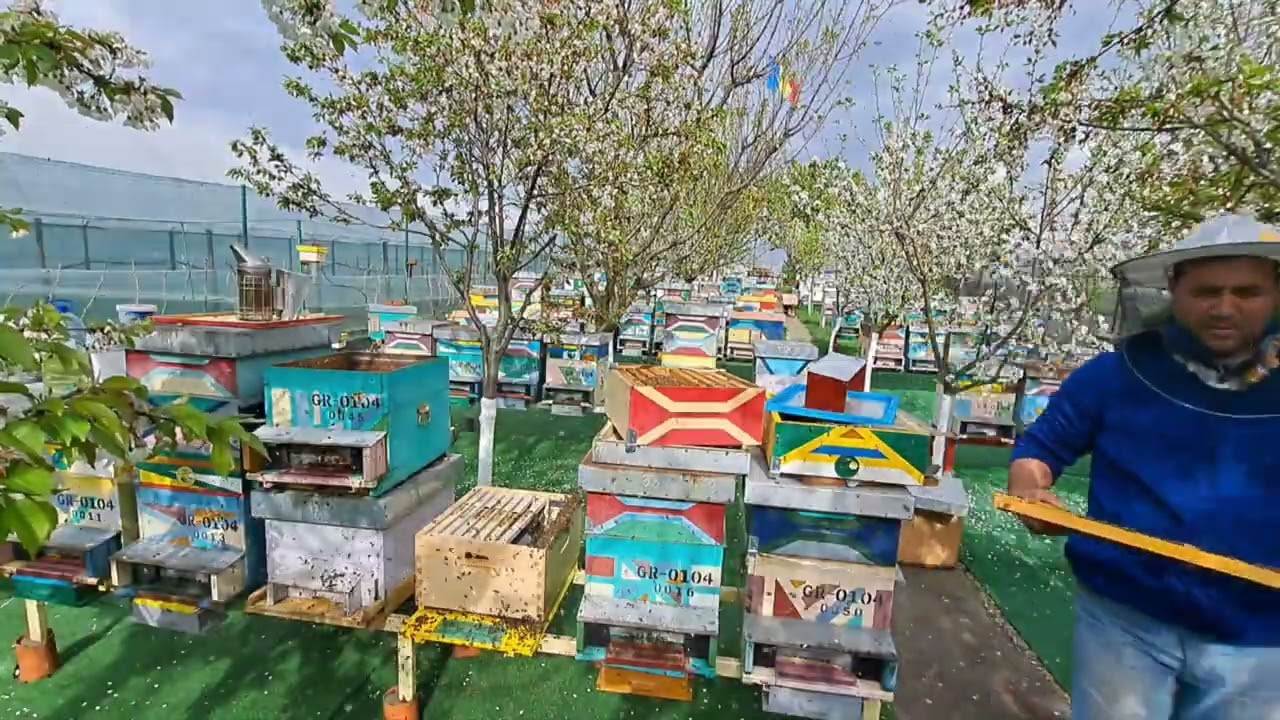 Apicultura de zi cu zi:populez stupul multietajat 3/4🐝🐝🐝🐝