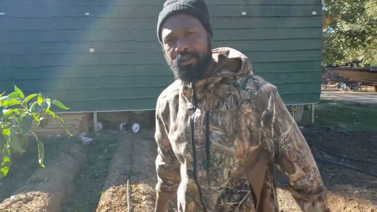 How We Plant Our Brassicas