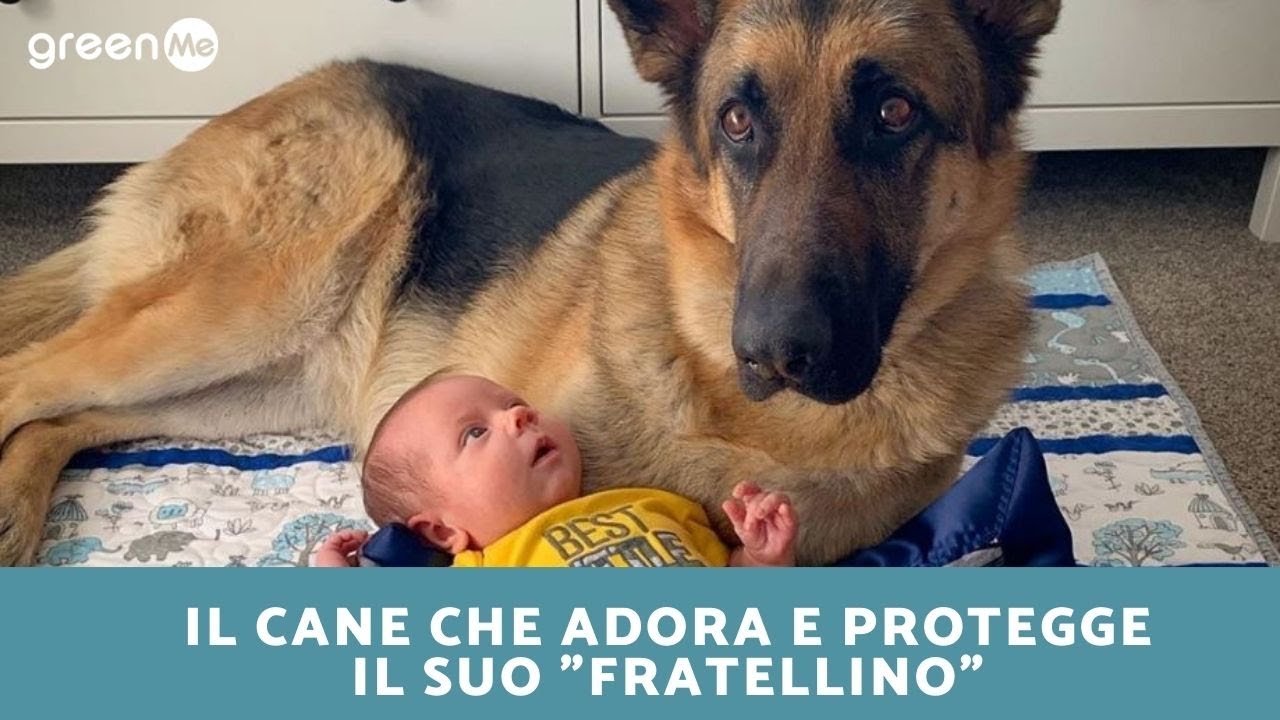 Il cane che adora e protegge il suo 