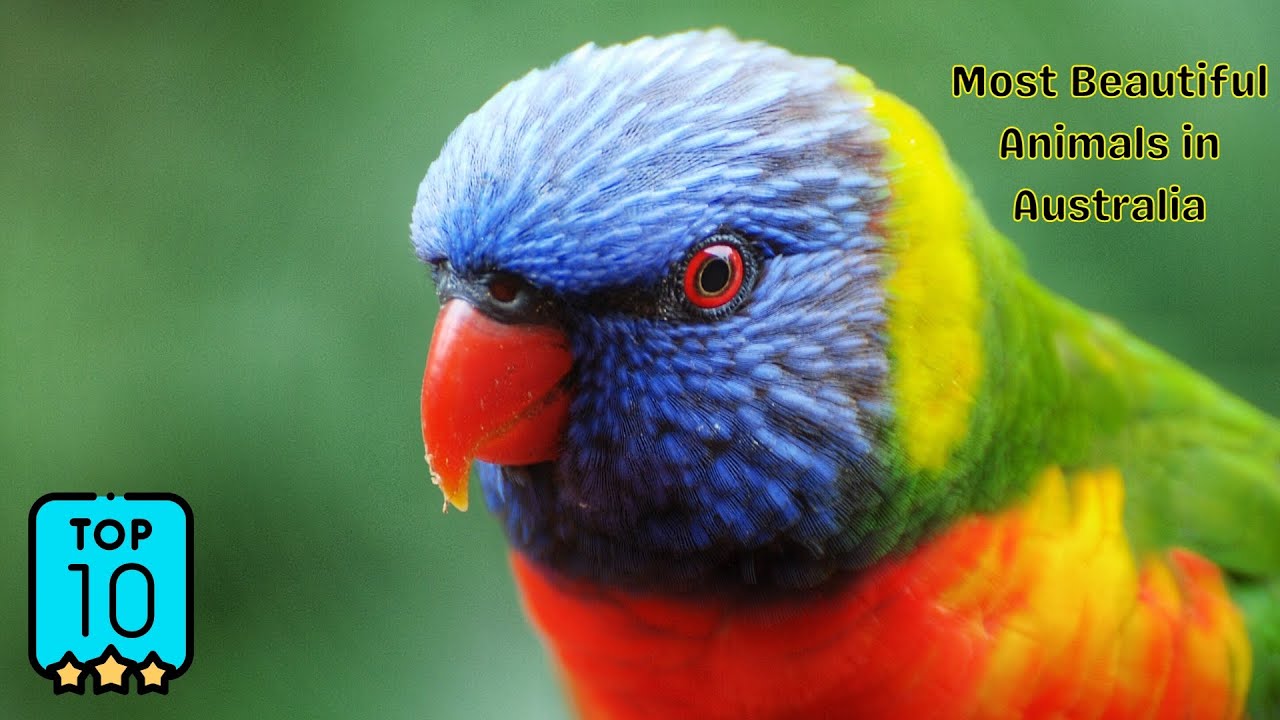 Top 10 Most Beautiful Animals in Australia | MUST-SEE Australian Wildlife - Incredible!