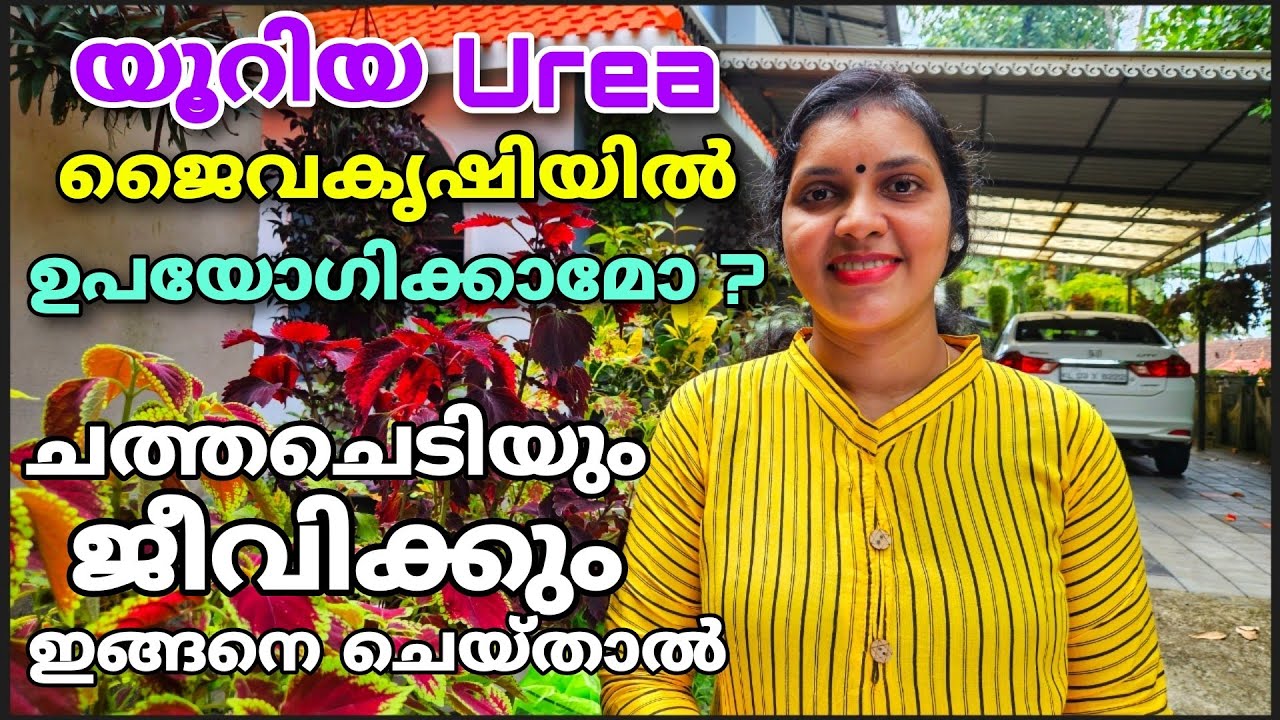 യൂറിയ ജൈവകൃഷിയിൽ ഉപയോഗിക്കാമോ? ചത്ത ചെടിയും ജീവിക്കും ഇങ്ങനെ ചെയ്താൽ | Urea Fertilizer |