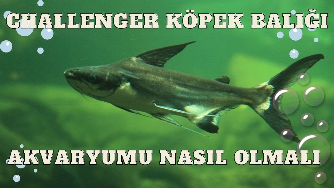 🎣 Challenger Köpek Balığı: Hangi Balıklarla Uyumlu Yaşar? 🐠🤝