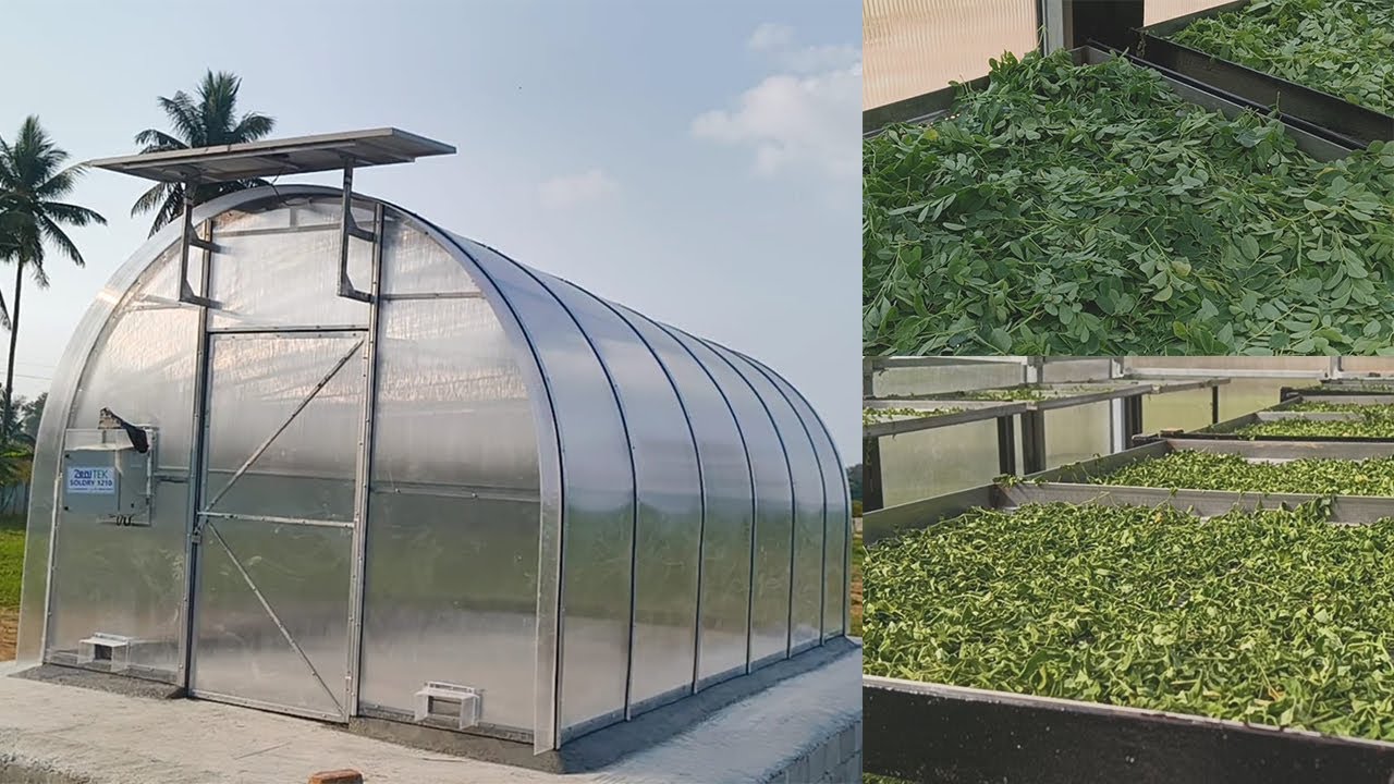 Solar dryer - Dry Moringa Leaves Effectively