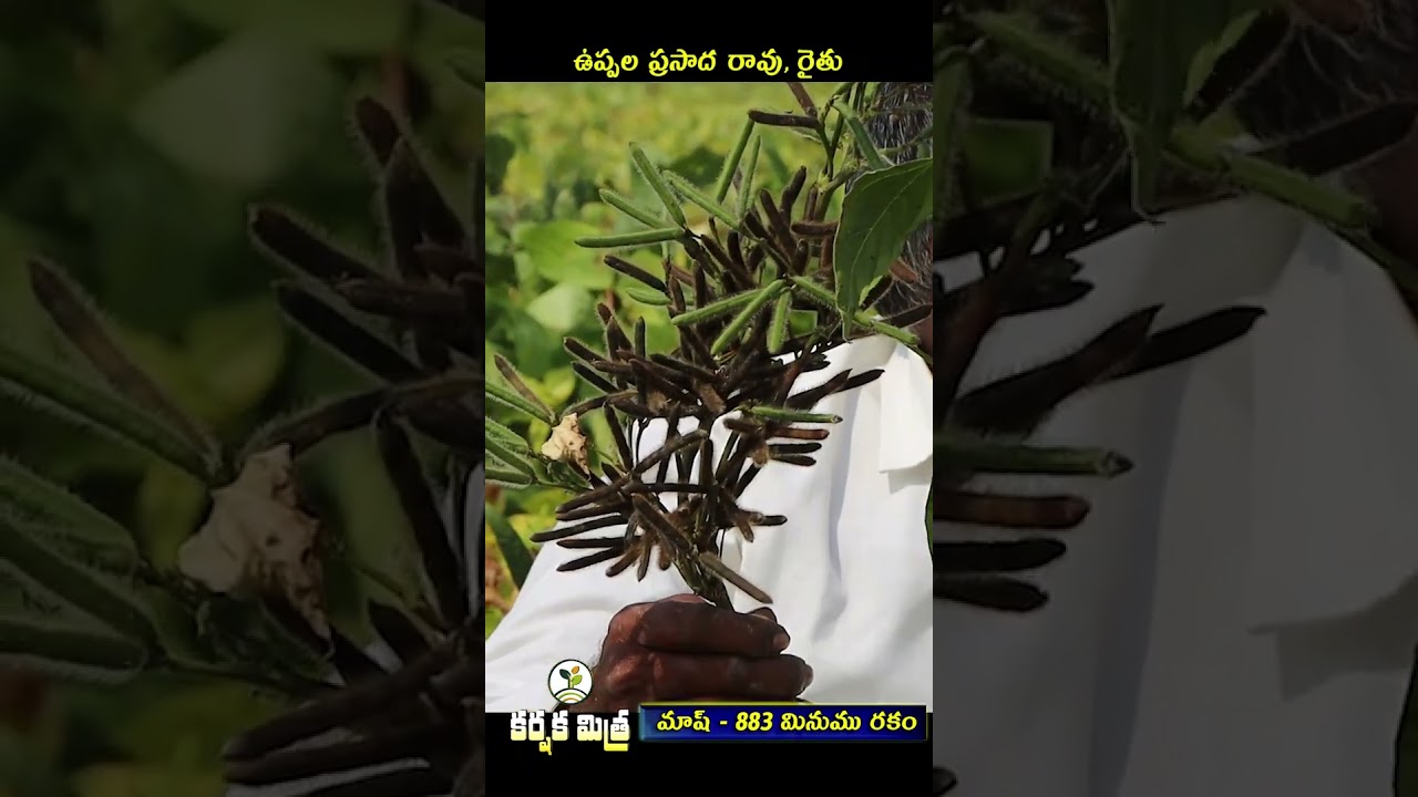 ఈ పొట్టి మినుము రకంతో ఘనమైన దిగుబడి || Best Black gram Variety Mash - 883 || Karshaka Mitra 