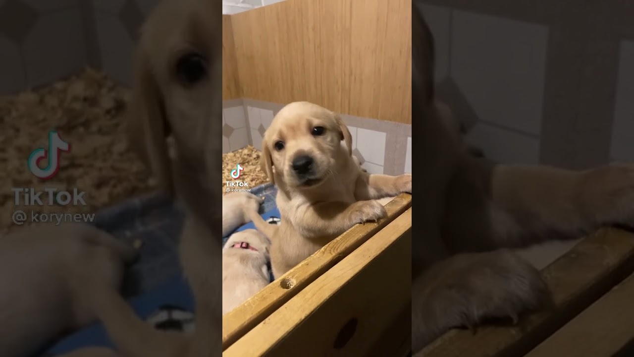 puppy crying