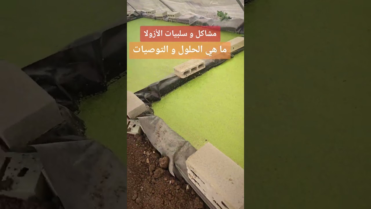 سلبيات و مشاكل و مساوئ نبتة الأزولا، التوصيات و النصائح و الحلول.