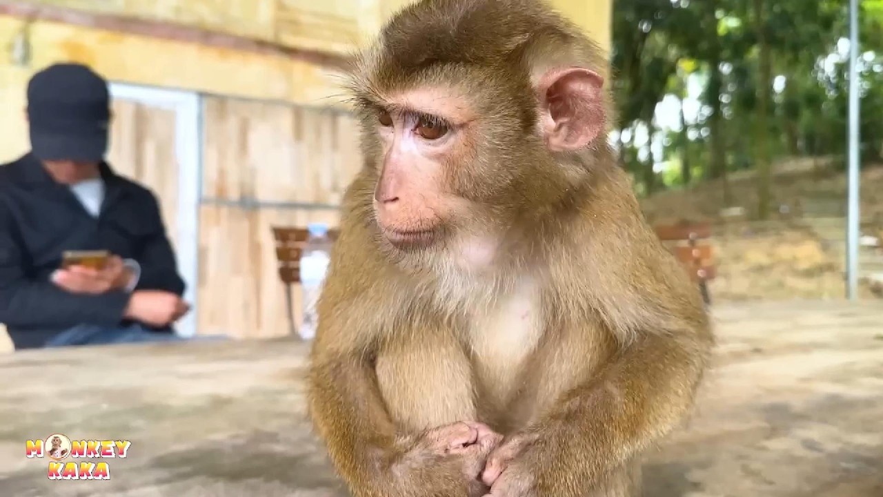 Even with his dad visiting, Monkey Kaka still looked sad.