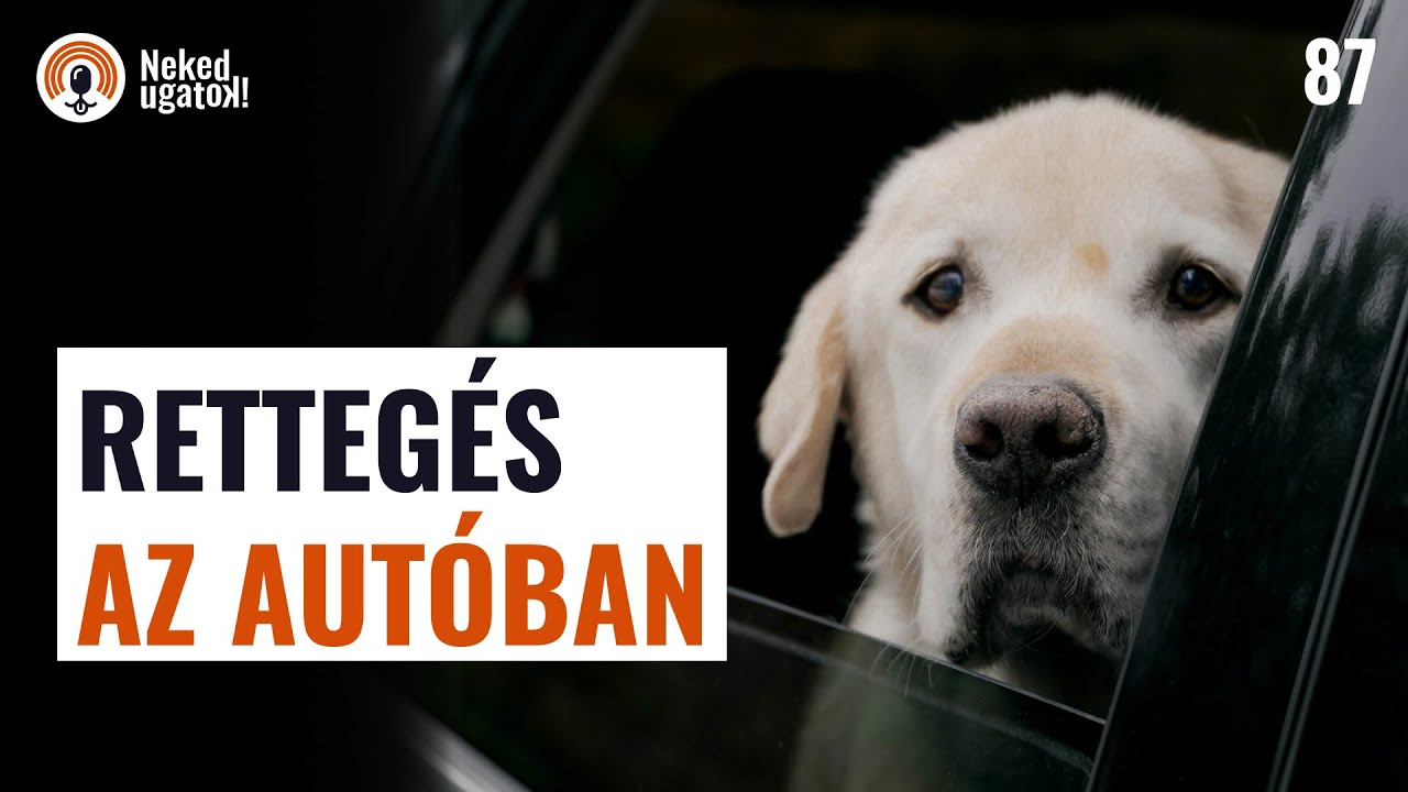 Hogyan kezeld, ha a kutyád fél vagy őrjöng az autóban? | #87