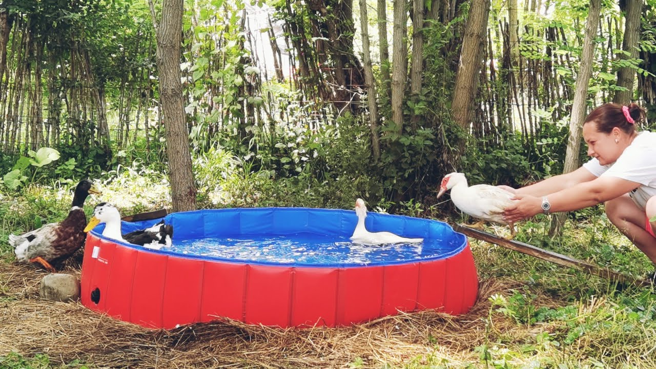 Am cumpărat piscină pentru rațe și gâște. Orășeni mutați la țară!
