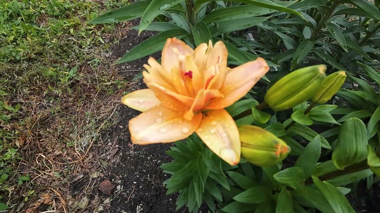 Late Asiatics, TA, LA, OA hybrids - Lily collection part 4 [4K]