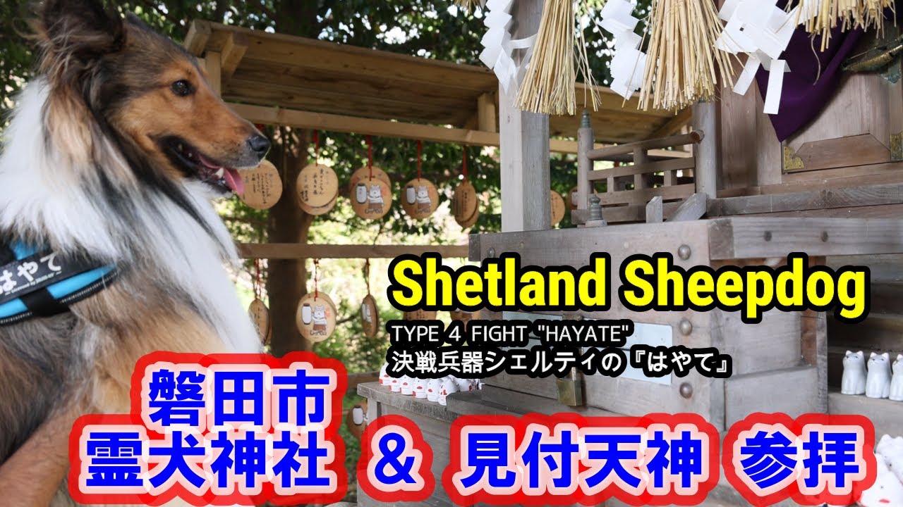 シェルティ はやて 027 霊犬神社 参拝