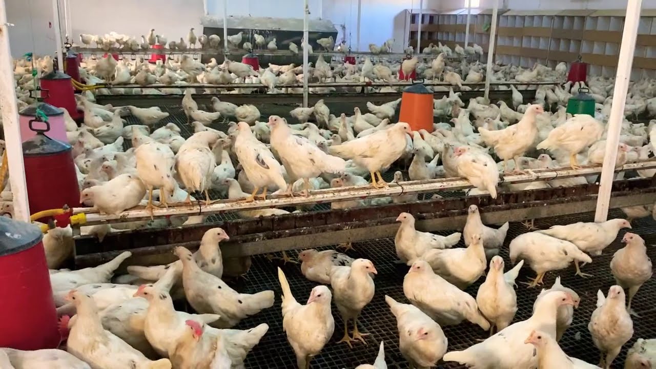500 Tavuk İle Ne Kadar Para Kazanılır? -Kar/Gider/Gelir/Satış /Yem/ Ve Kümes Kurulum Hesapları