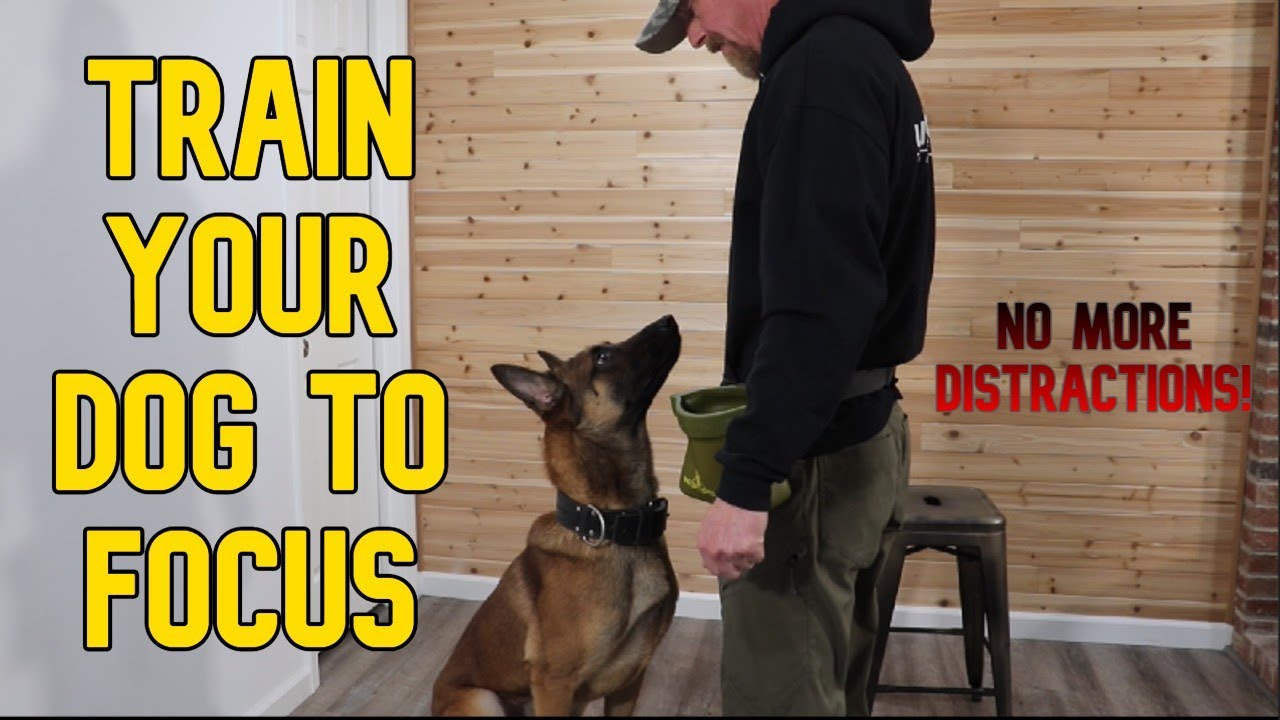 How to Train your Dog to FOCUS!