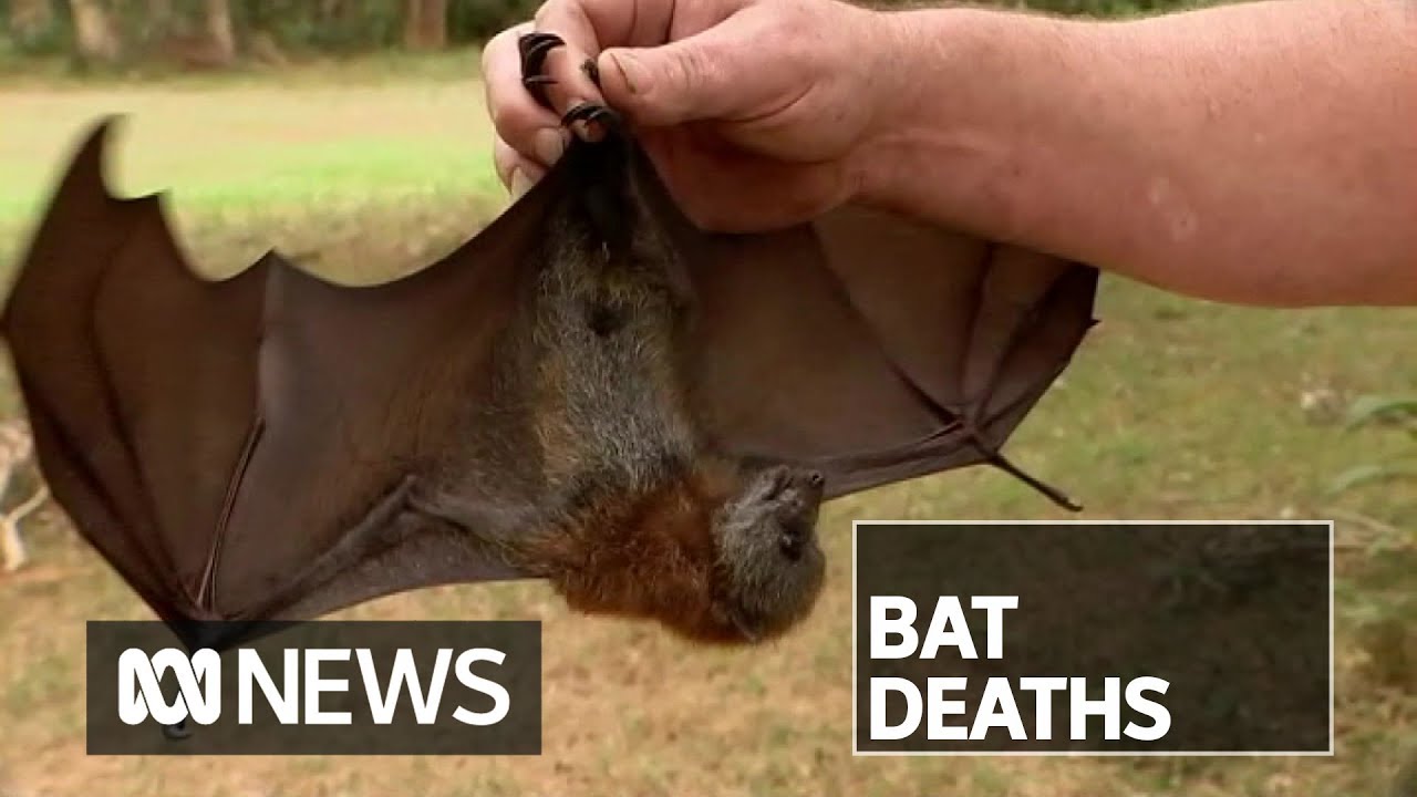 Thousands of baby bats left for dead in NSW amid drought and fires | ABC News