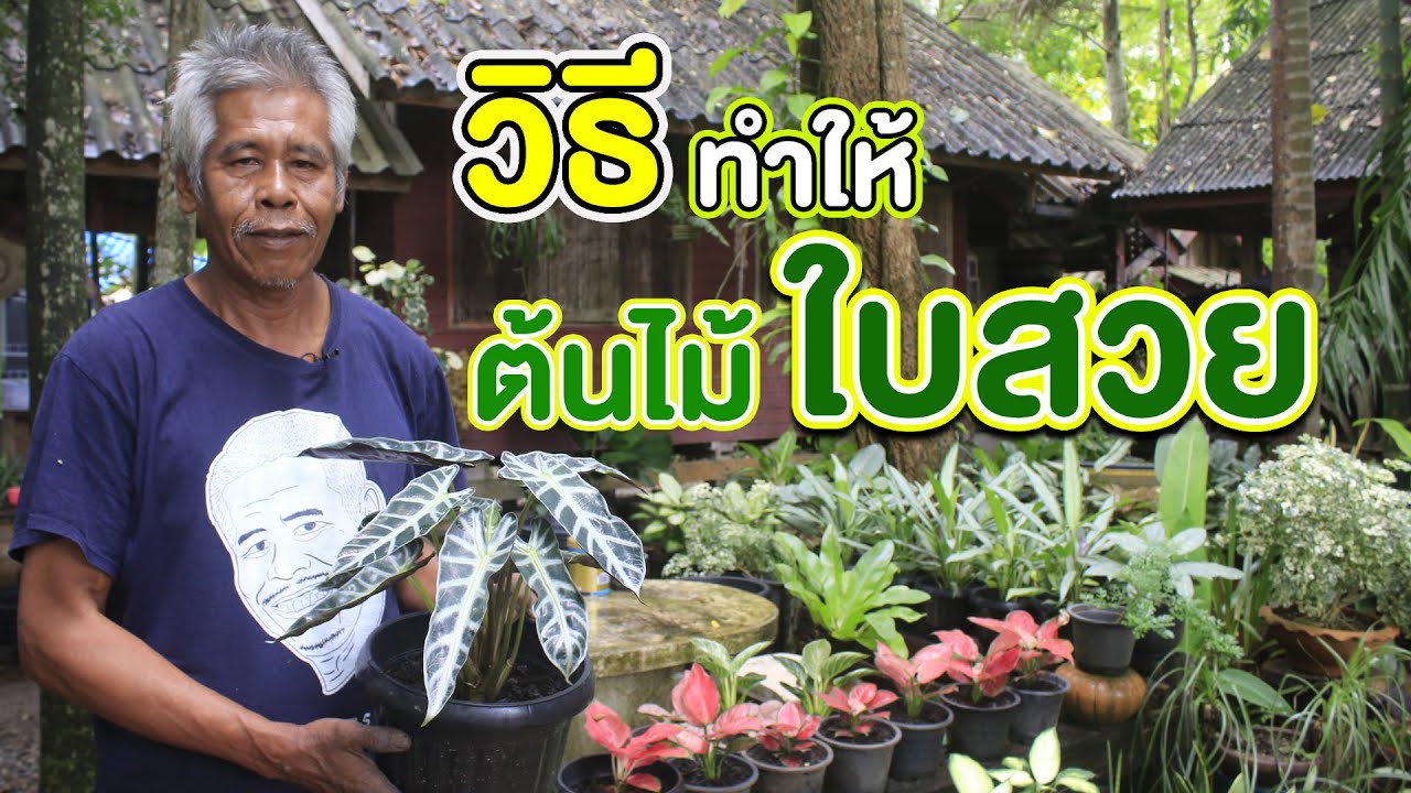 วิธีย้าย เปลี่ยนกระถางต้นไม้  | คนรักษ์ป่า ep 210