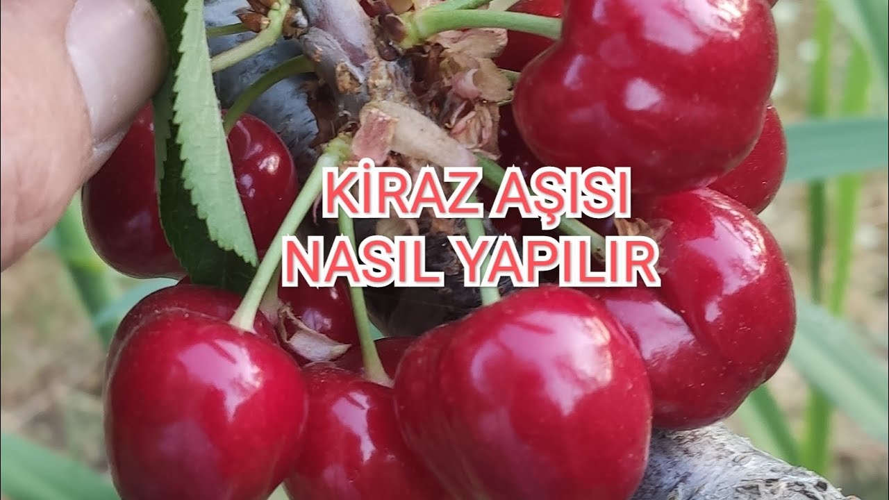Kiraz Aşısı Nasıl Yapılır