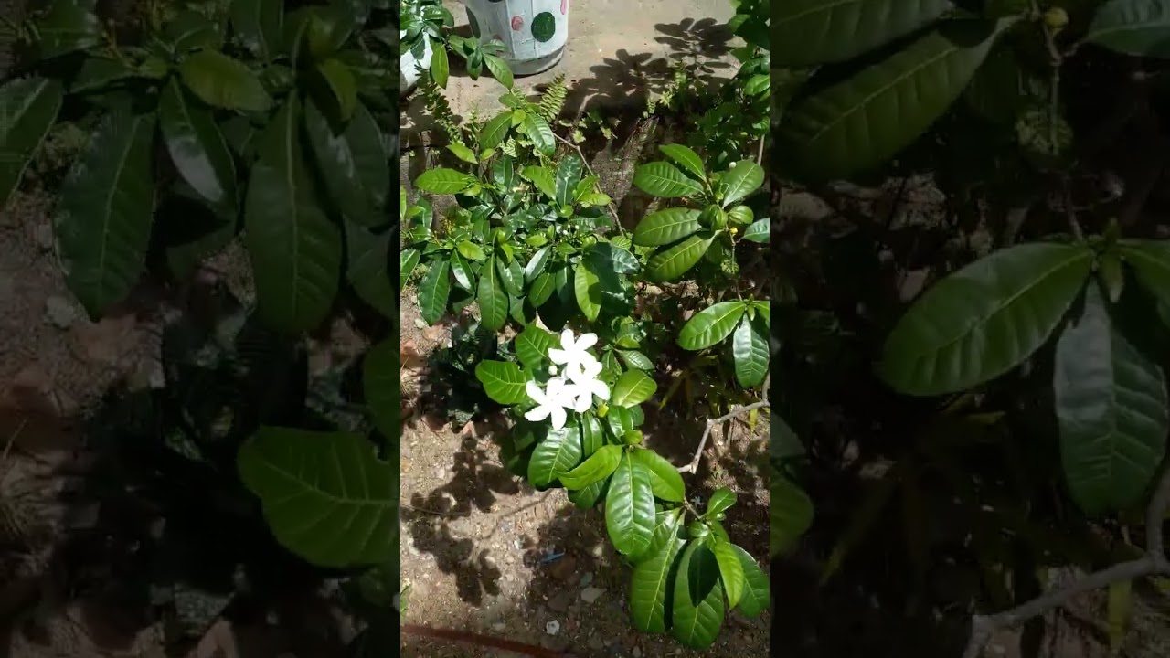 As plantas desse lugar estao muito lindas