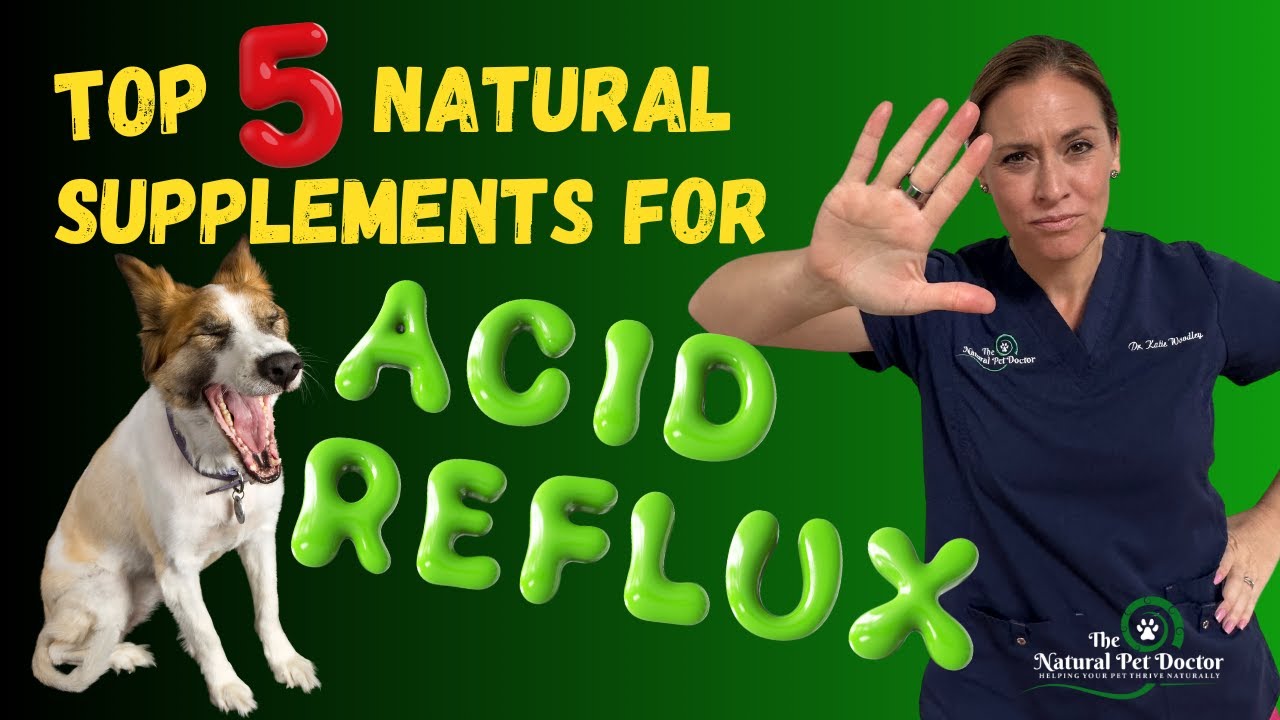 Top 5 Natural Supplements for Acid Reflux in Pets - Holistic Vet Advice