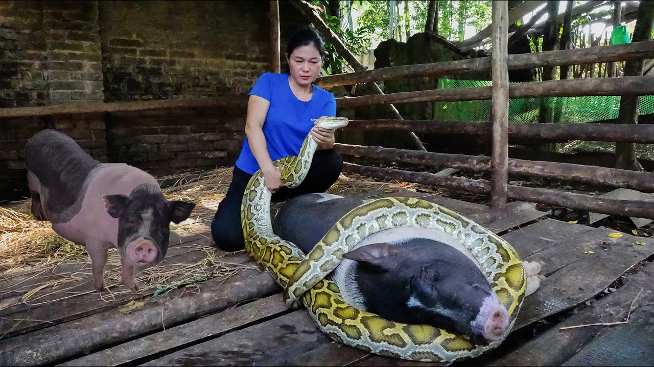 Harvest Life My Bad Day - Suddenly a Large Python Attacked the Farm, Traditional Cooking