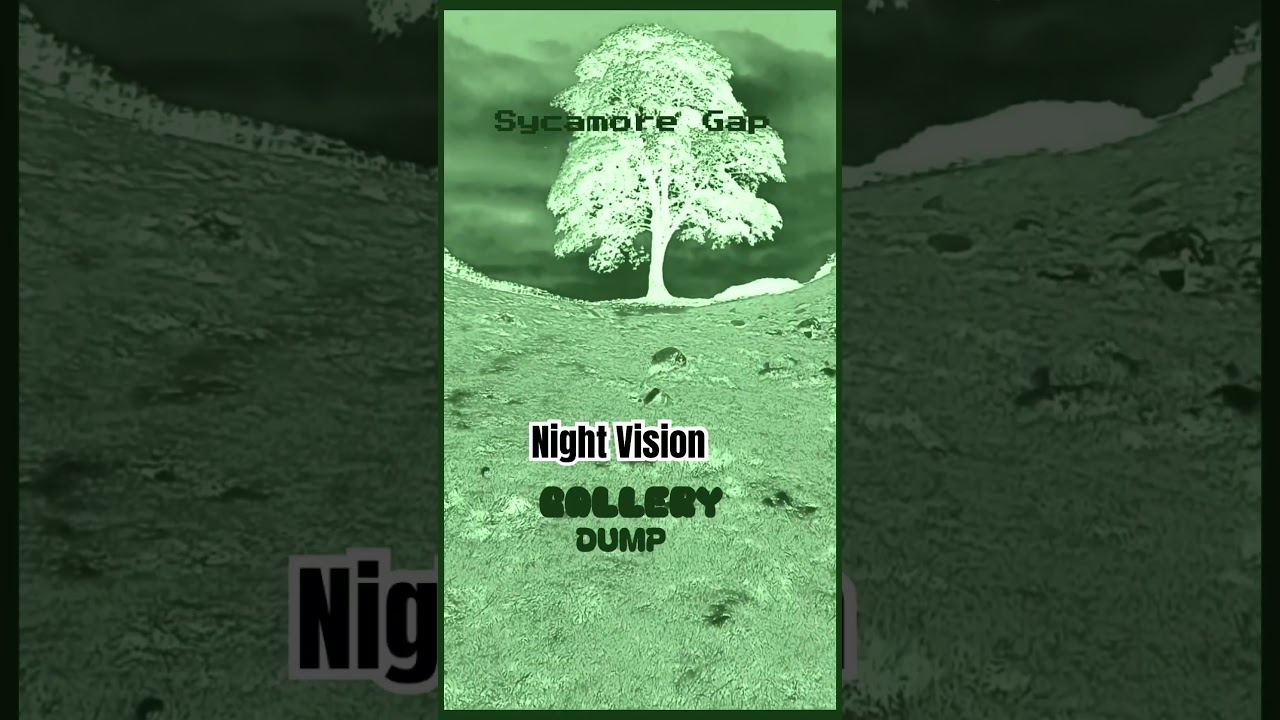 Sycamore Gap - Night Vision Video #sycamoregaptree #nature #northumberland #trees