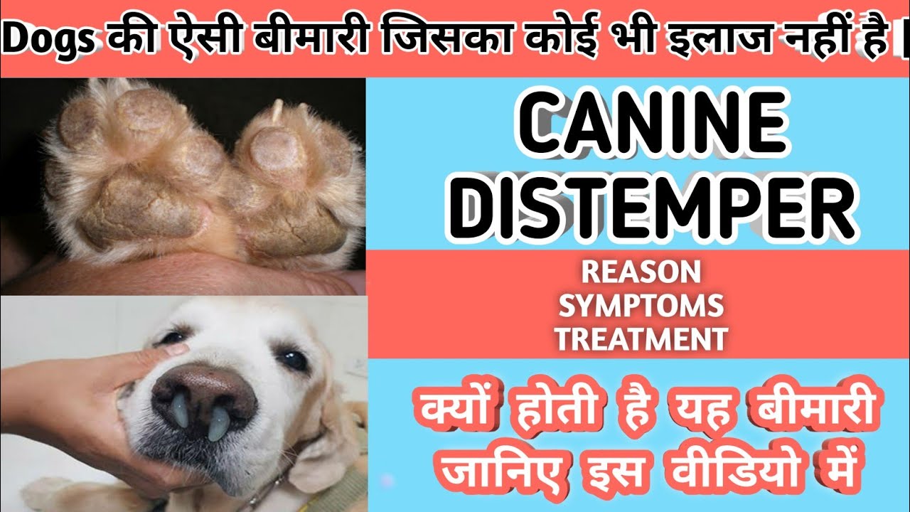 CANINE DISTEMPER DISEASE cause,  clinical signs, treatment and management!