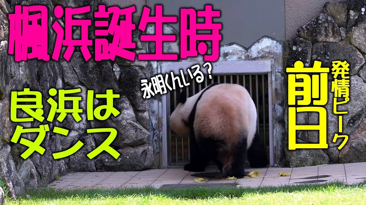【発情マックス前日良ちゃん】強烈な永明くん捜しダンスが始まった貴重映像