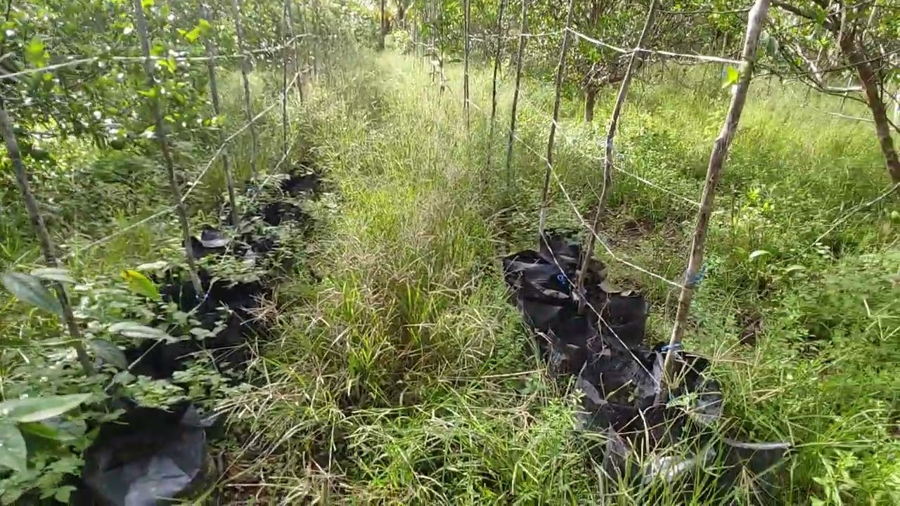 Pak eko dari Kediri berkebun jeruk ditransmigrasi tanjung buka sp8, kalimantan utara
