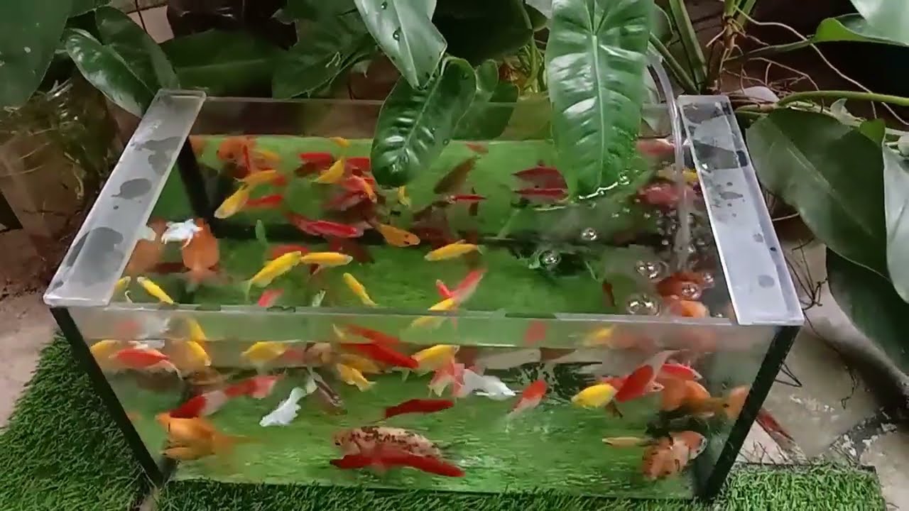 UNBOXING IKAN HIAS, MOLLY, MANFISH, MASKOKI MUTIARA, GLOFISH, TIGER BARBS, PLATY, MAS PEDANG