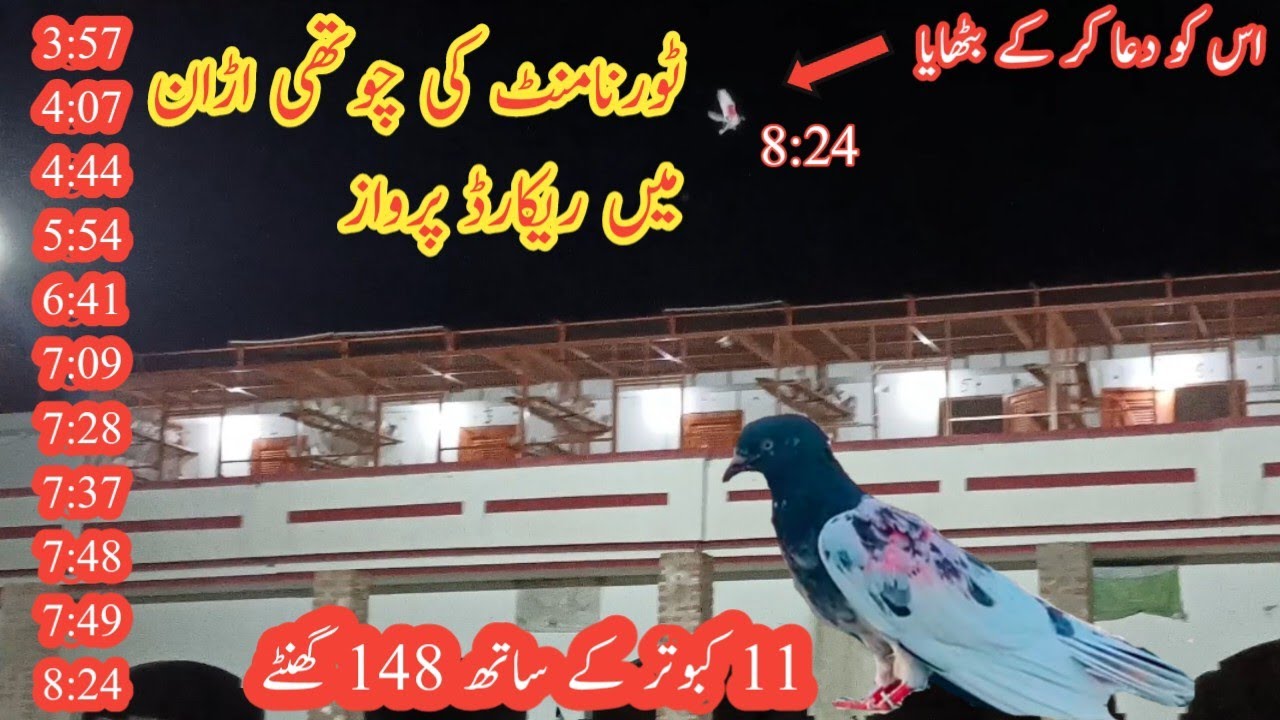 Ustad Ifthar Gullah Ki Record parwaz 7 Pigeon Landing In Night Last 8:24 Pm per