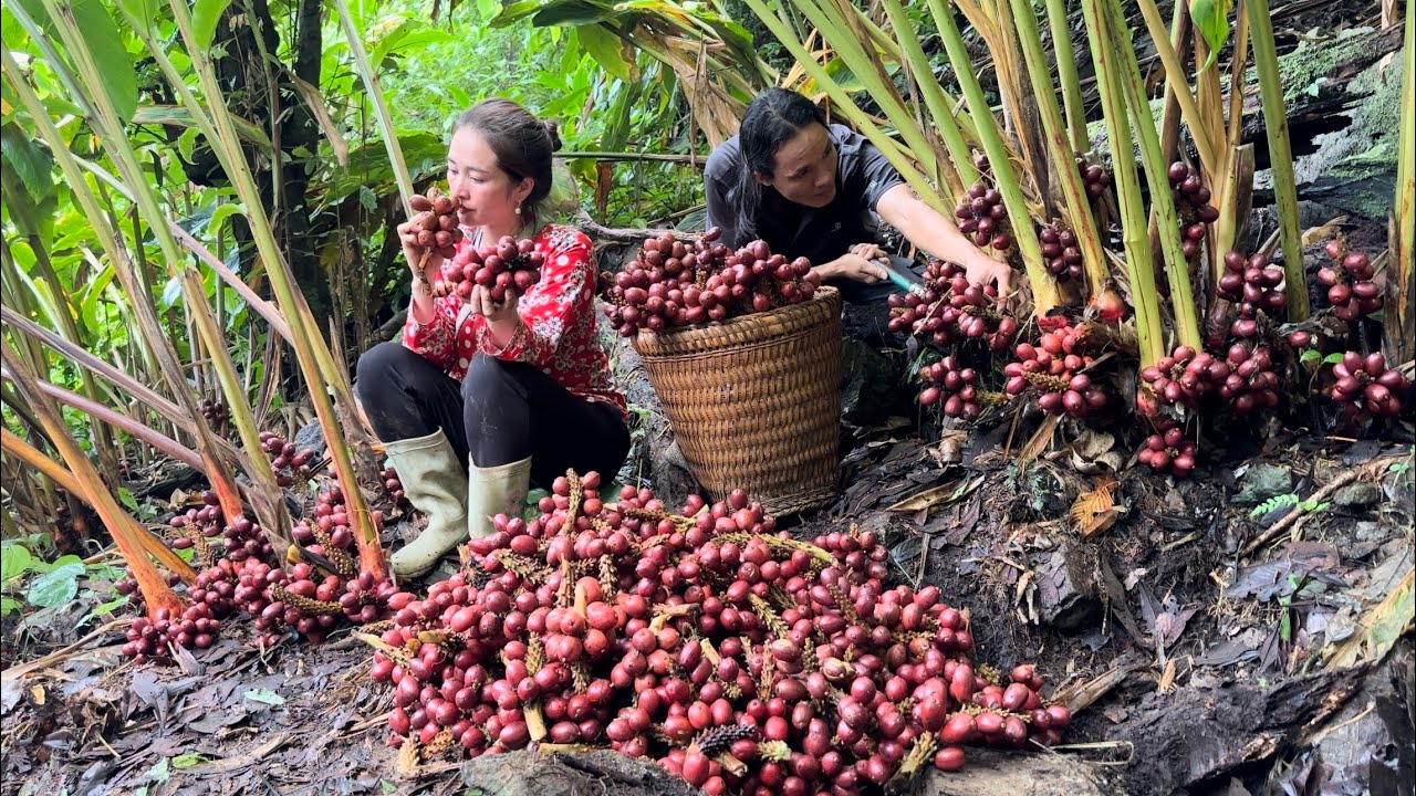 Harvesting Cardamom Goes to the market sell, Vàng Hoa