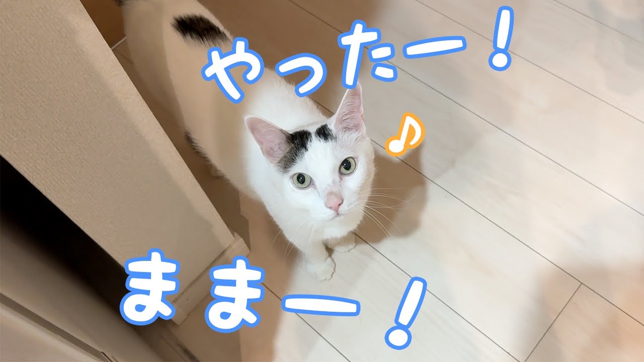 寝る時間もたくさん喋るチロさん！