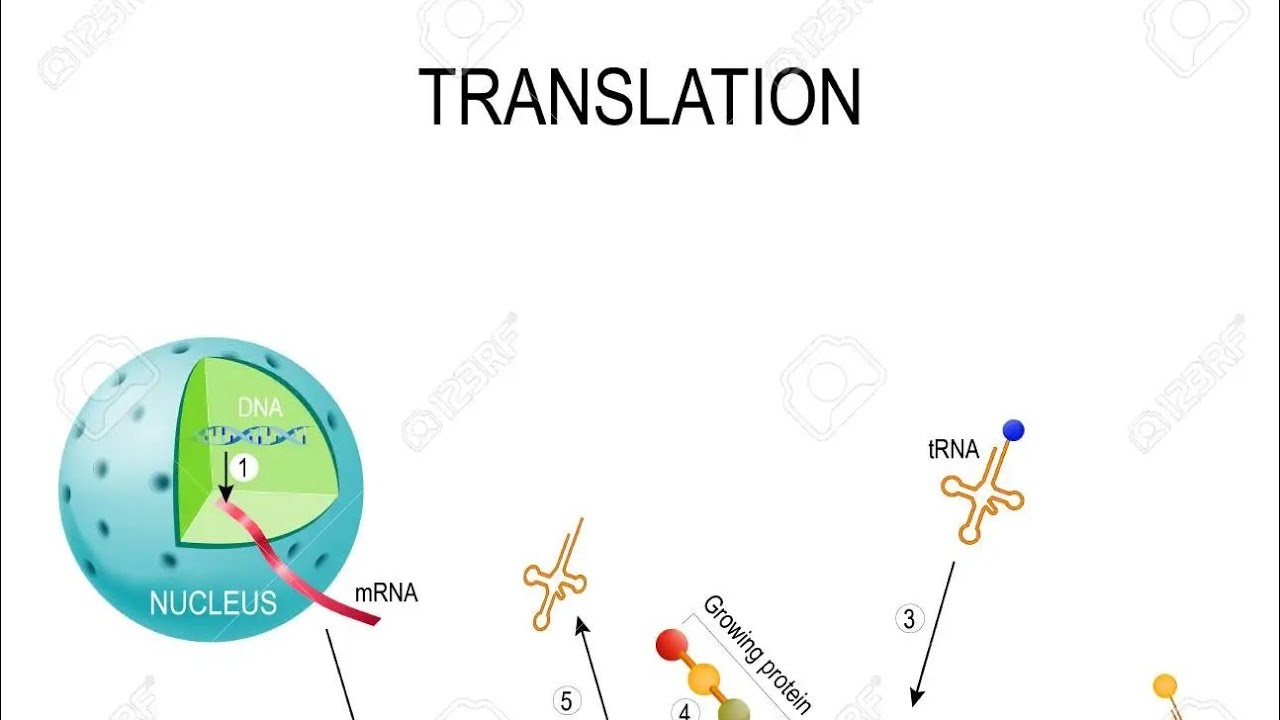 Central Dogma/ Protein Synthesis (Translation Process)