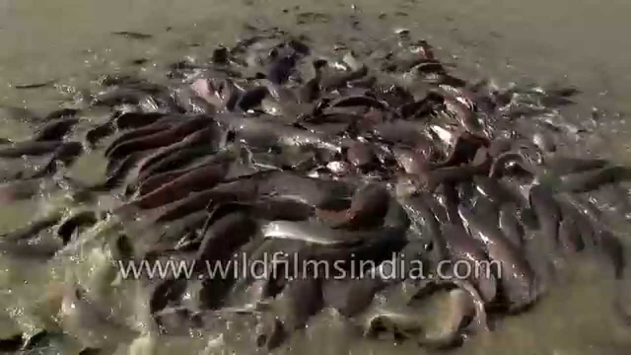 Dirty bottom-feeding trash-eating Catfish, yet Basa sells like hot cakes in Indian restaurants