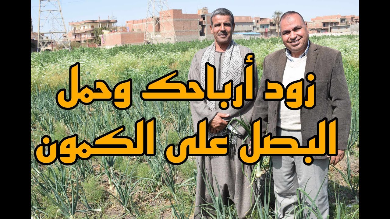 تحميل البصل على الكمون (ضاعف أرباحك)