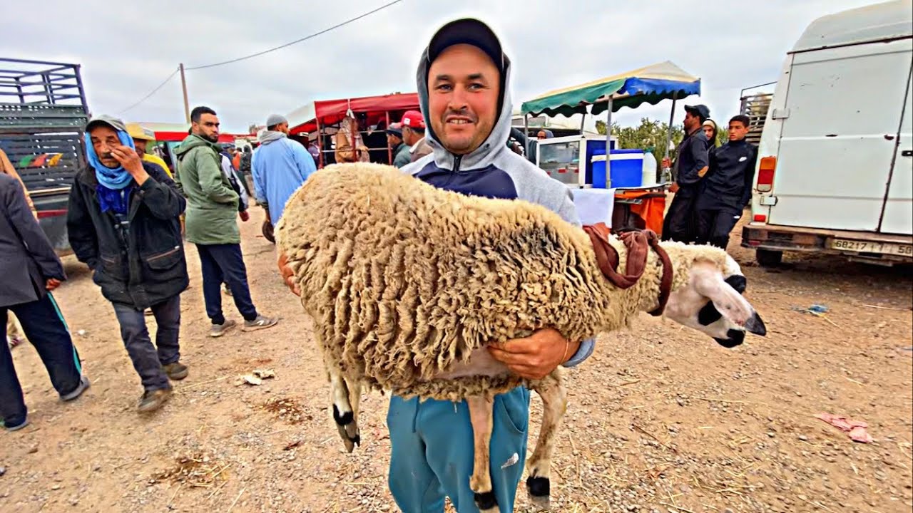 اليوم من خميس الزمامرة هاد الخير ب15الف ثمن حولي صردي العيد الاضحى 13/6/2024 بحث عن الخروف إسبانيا🇪🇸
