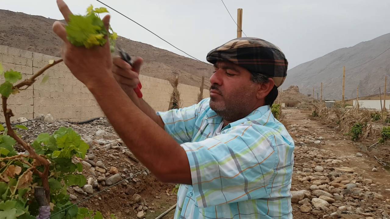 يوسف الحمراشدي بداية تقليم المرحلة الأولى لشجر العنب من نهاية أغسطس لبداية سبتمبر