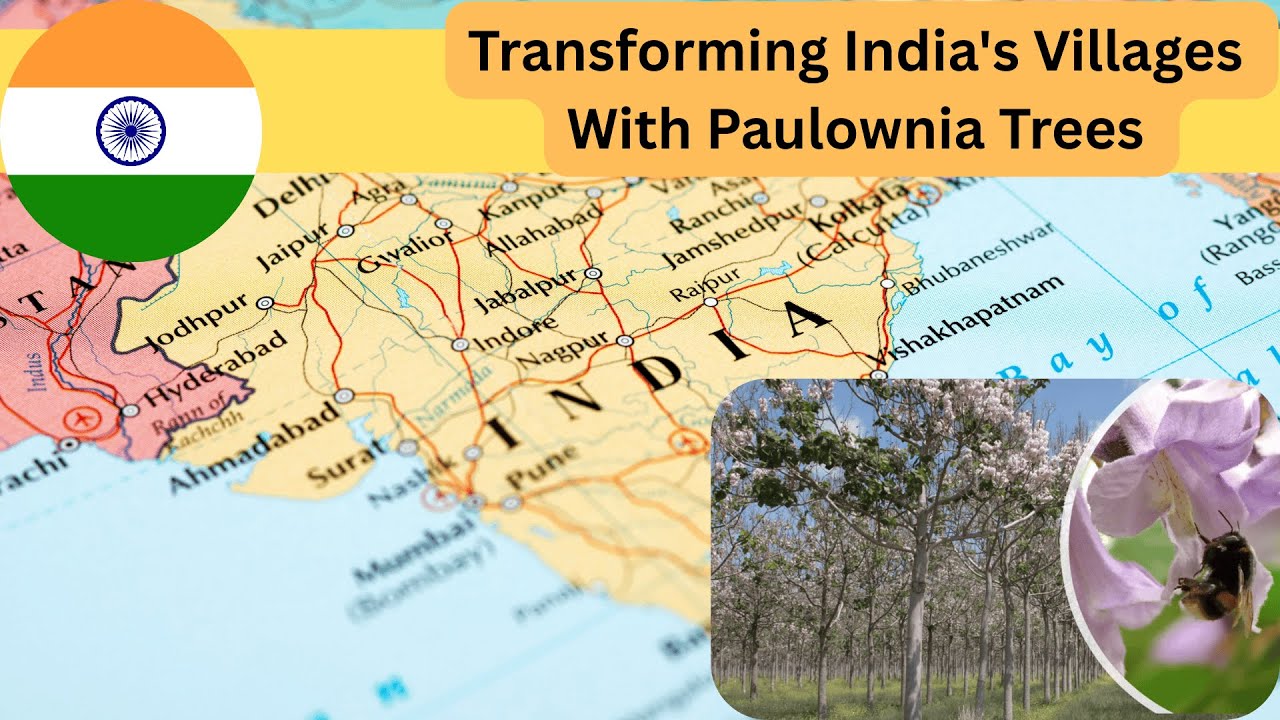 Transforming India's Villages With Paulownia Trees #india #asia #plants #tree #paulownia #empress