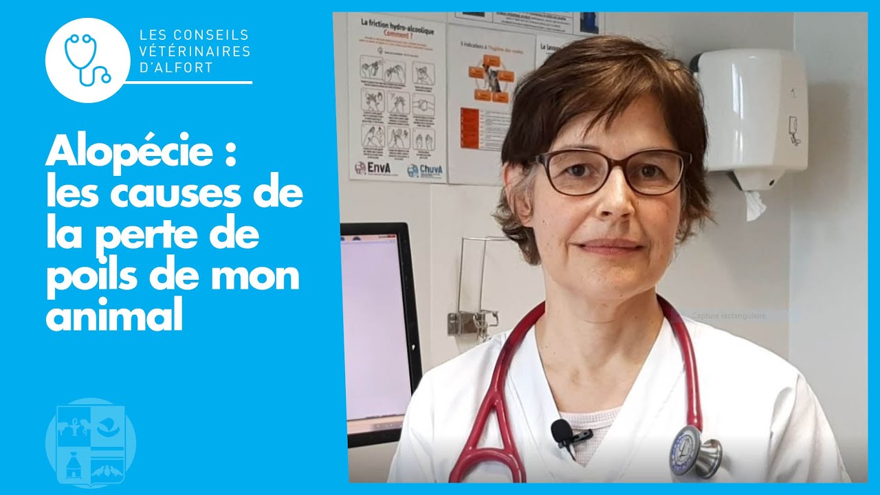 Alopécie : les causes de la perte de poils de mon animal