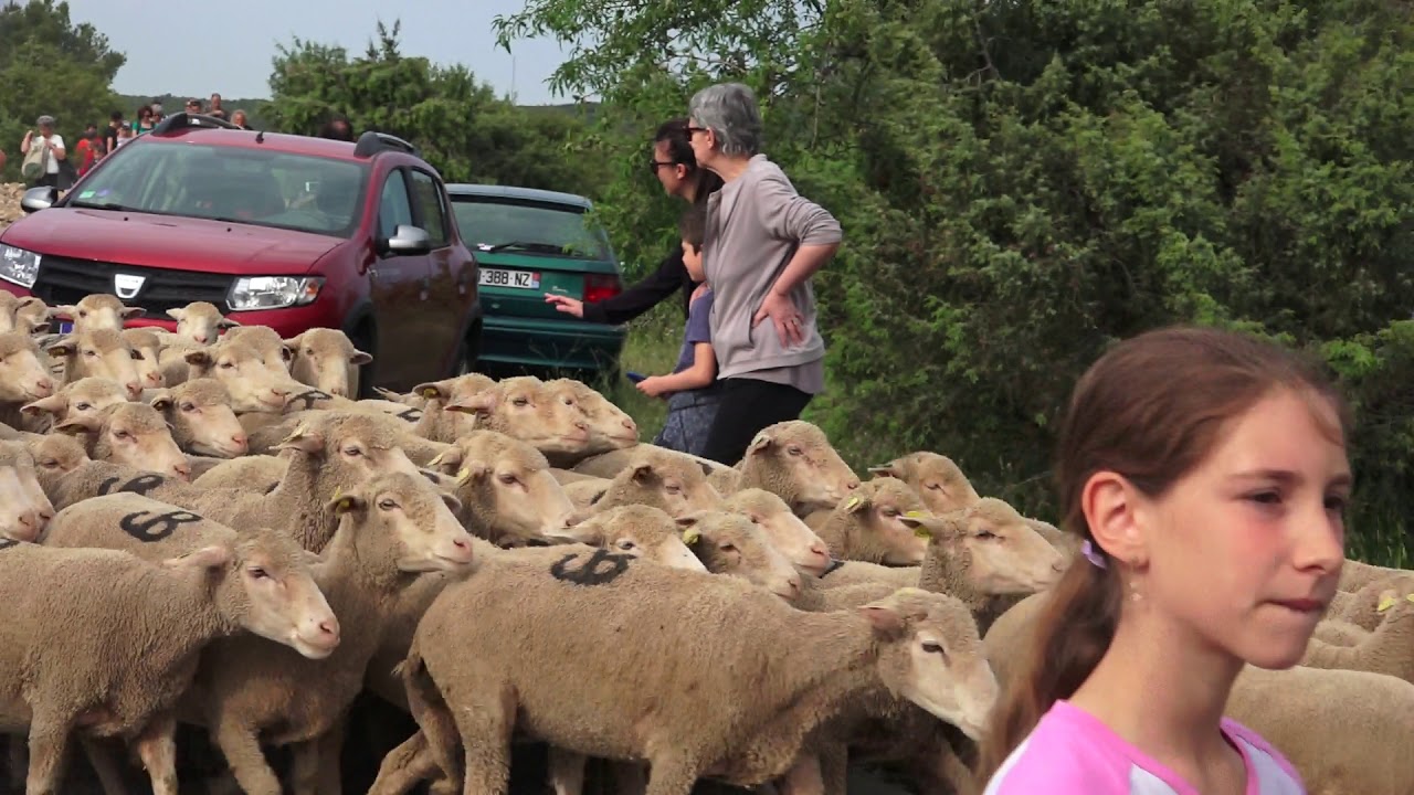 CABRIERES a BEZOUCE . Transhumance 25 mai 2019