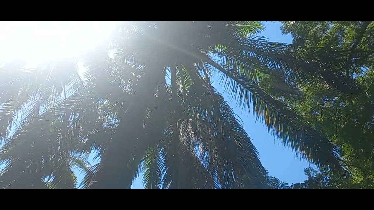 Caminhada na floresta. 