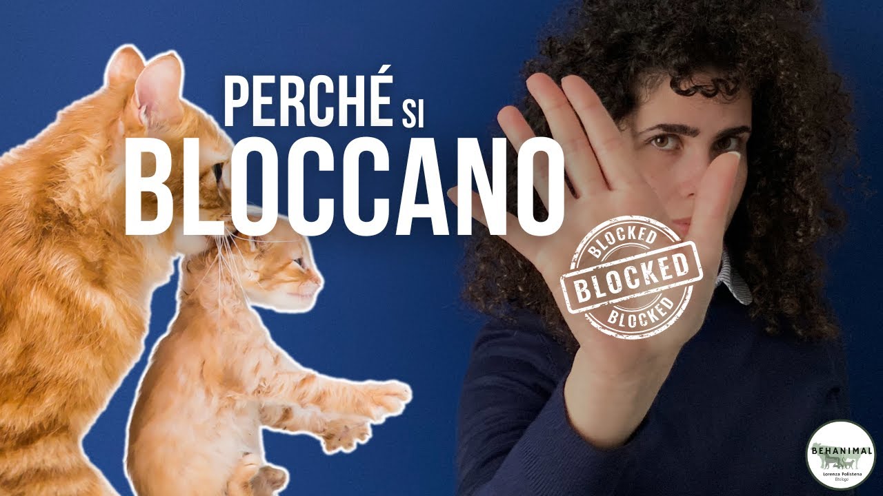 GATTI presi per la COLLOTTOLA: perché si BLOCCANO?